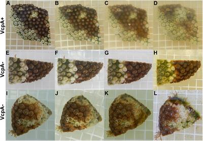 Disease Diagnostics and Potential Coinfections by Vibrio coralliilyticus During an Ongoing Coral Disease Outbreak in Florida